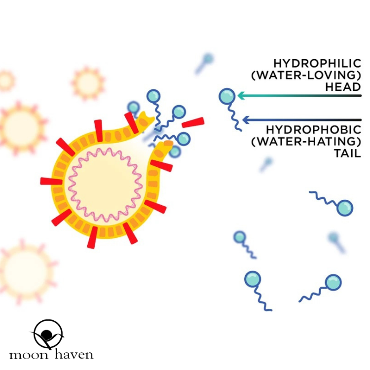 How Does Soap Defend You Against Coronavirus?