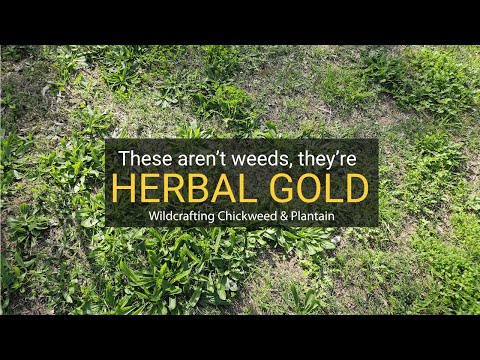 CHICKWEED & PLANTAIN