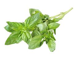 Basil Essential Oil