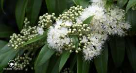 5 Surprising Facts About Lemon Myrtle Essential Oil: Plus How to Use It!