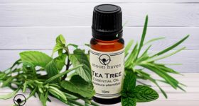 Tea Tree essential oil guide