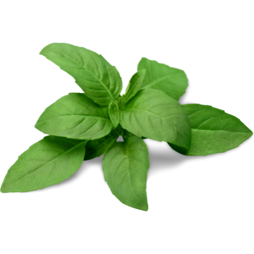 BASIL ESSENTIAL OIL